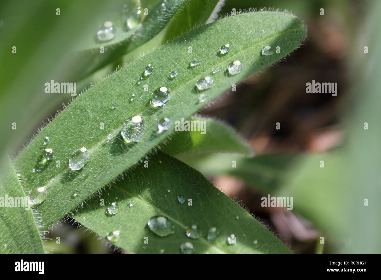 Water drops on leaves Stock Photo