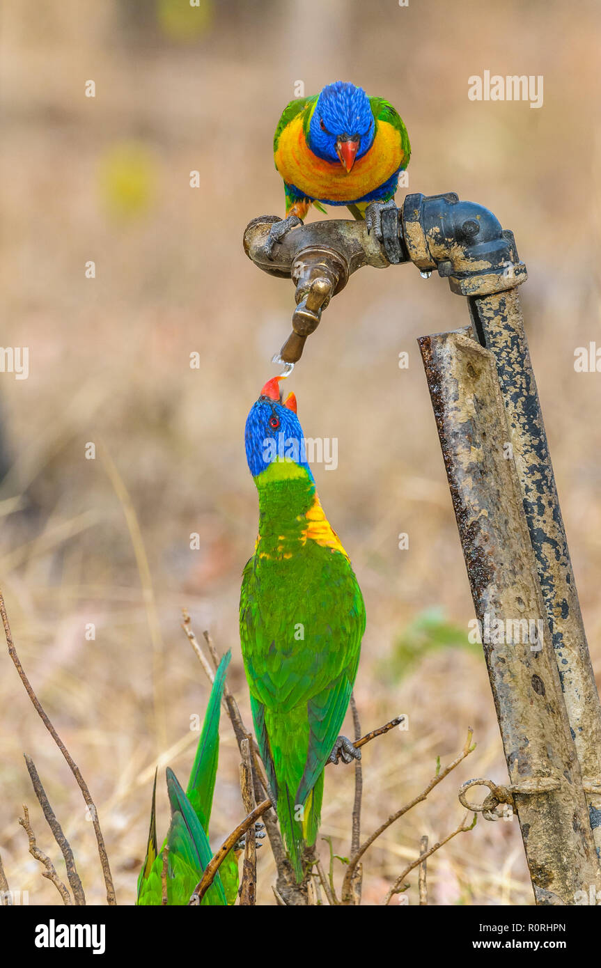 A flock of desperately thirsty Rainbow Lorikeets settle on a dripping Australian outback drinking tap. Stock Photo