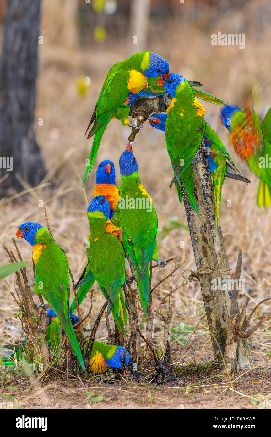 A flock of desperately thirsty Rainbow Lorikeets settle on a dripping Australian outback drinking tap. Stock Photo