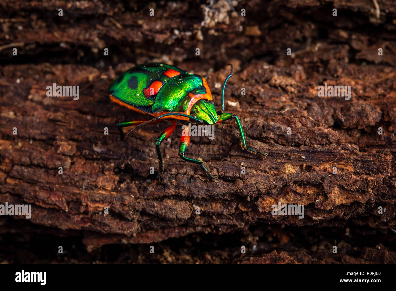Green jewel bug, Scutiphora pedicellata, on wood bark, found around the eastern coast of Australia Stock Photo