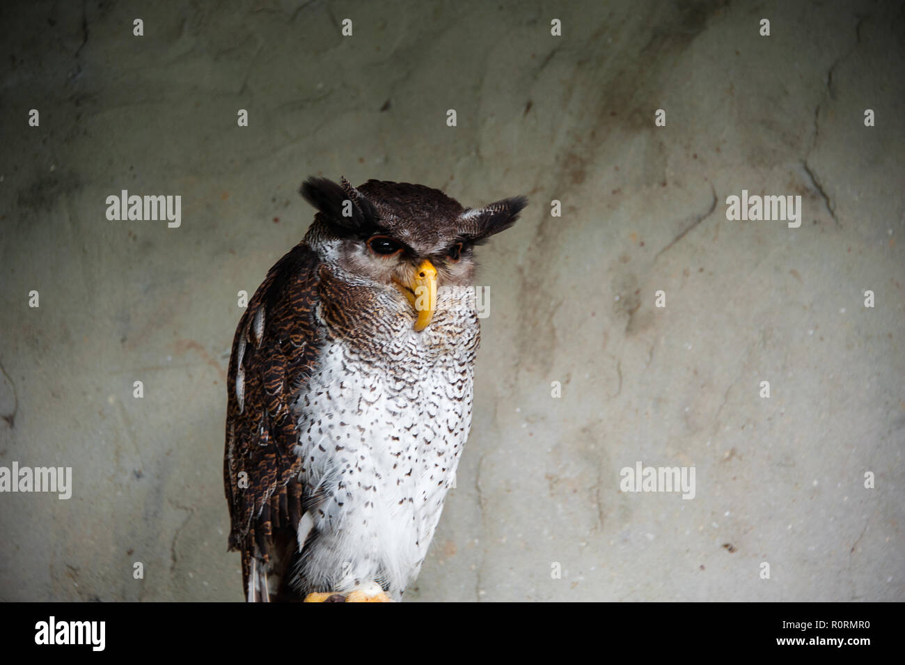 Portrait of a Malay or barred eagle-owl (Bubo sumatranus). Stock Photo
