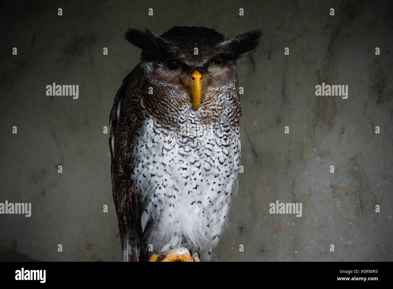 Portrait of a Malay or barred eagle-owl (Bubo sumatranus). Stock Photo