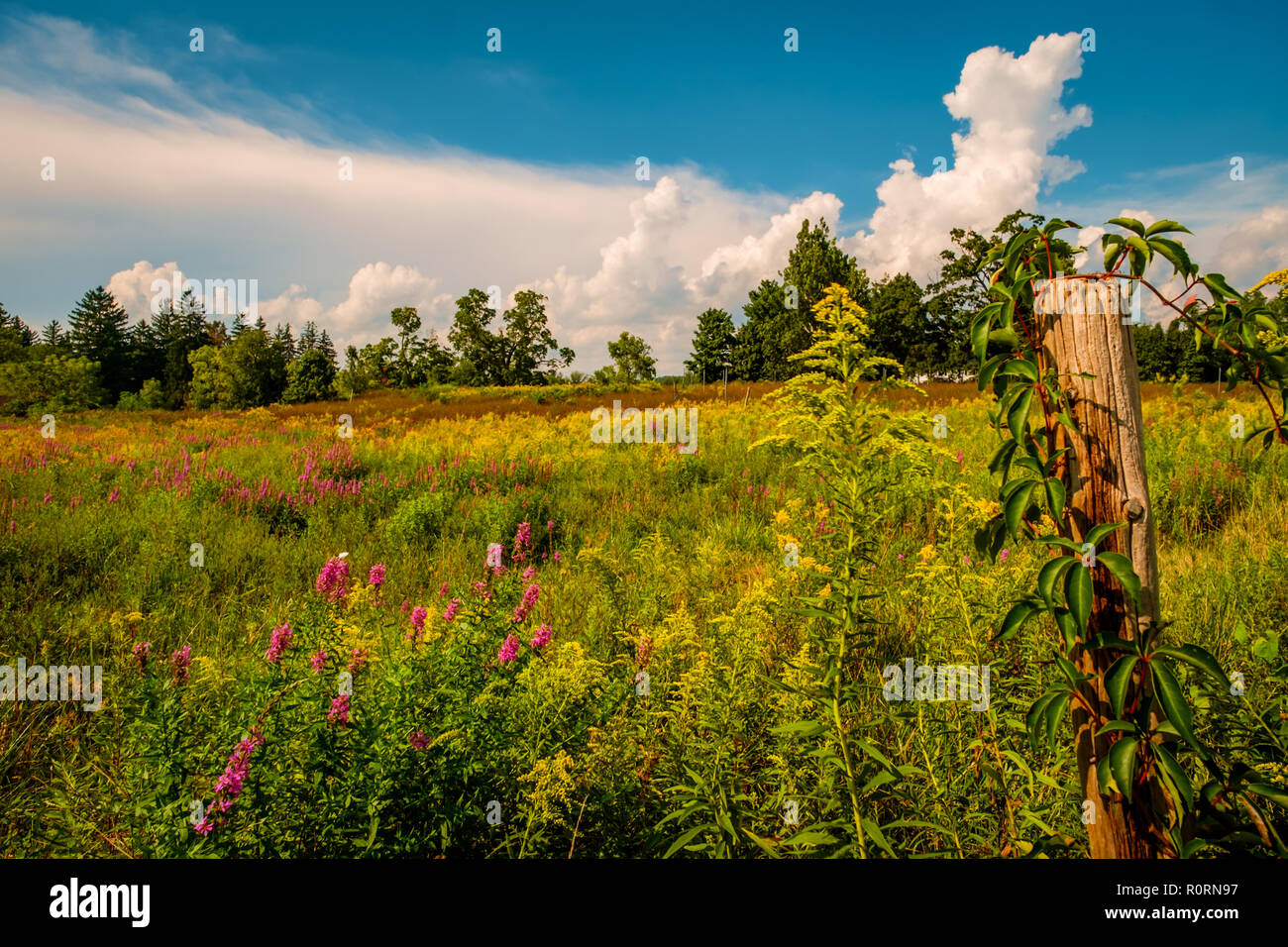 Summer weeds flowers fence hi-res stock photography and images - Alamy