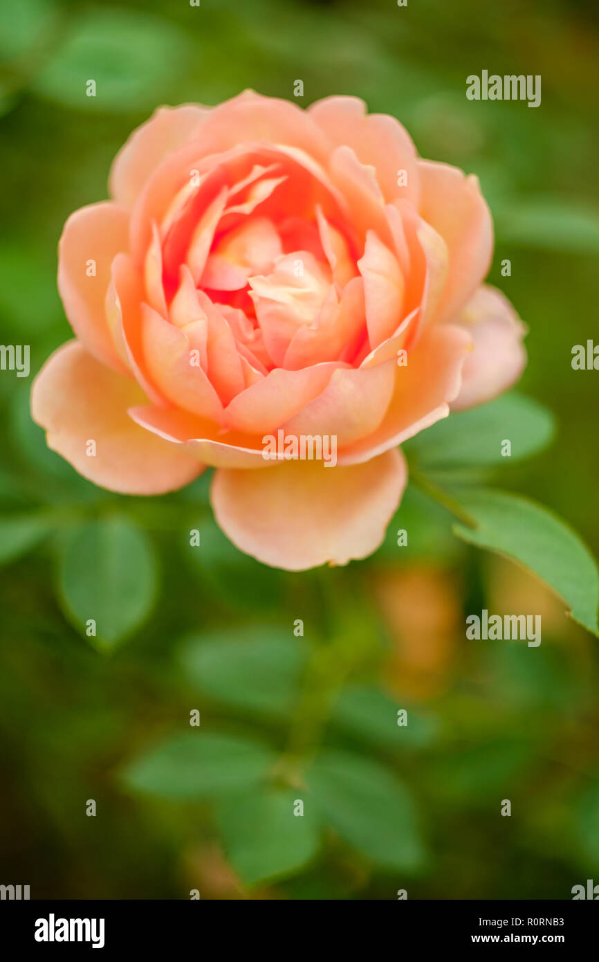 Closeup macro pink floribunda hybrid rose tea crossbreed Stock Photo