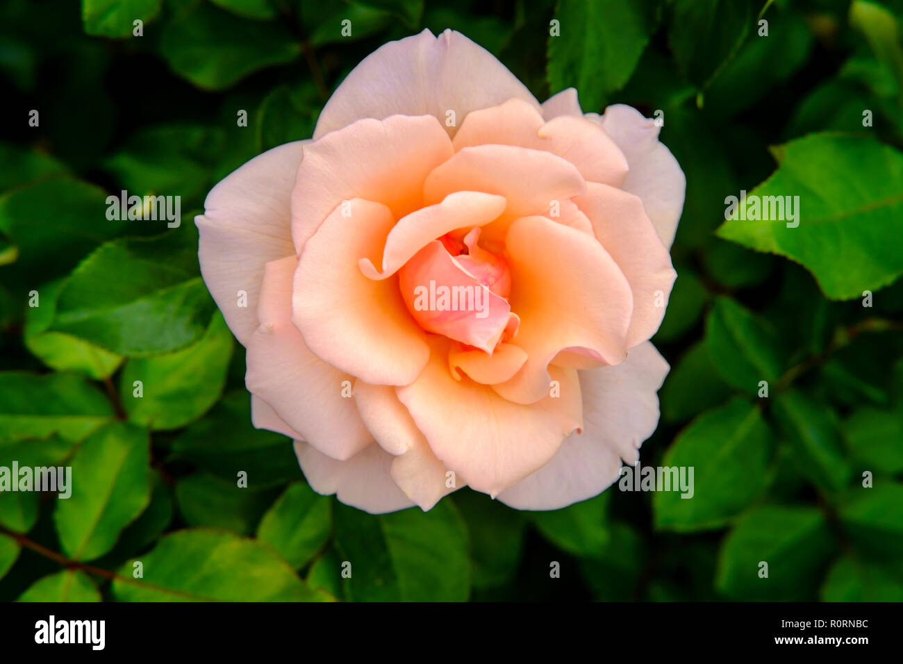 Closeup macro pink floribunda hybrid rose tea crossbreed Stock Photo