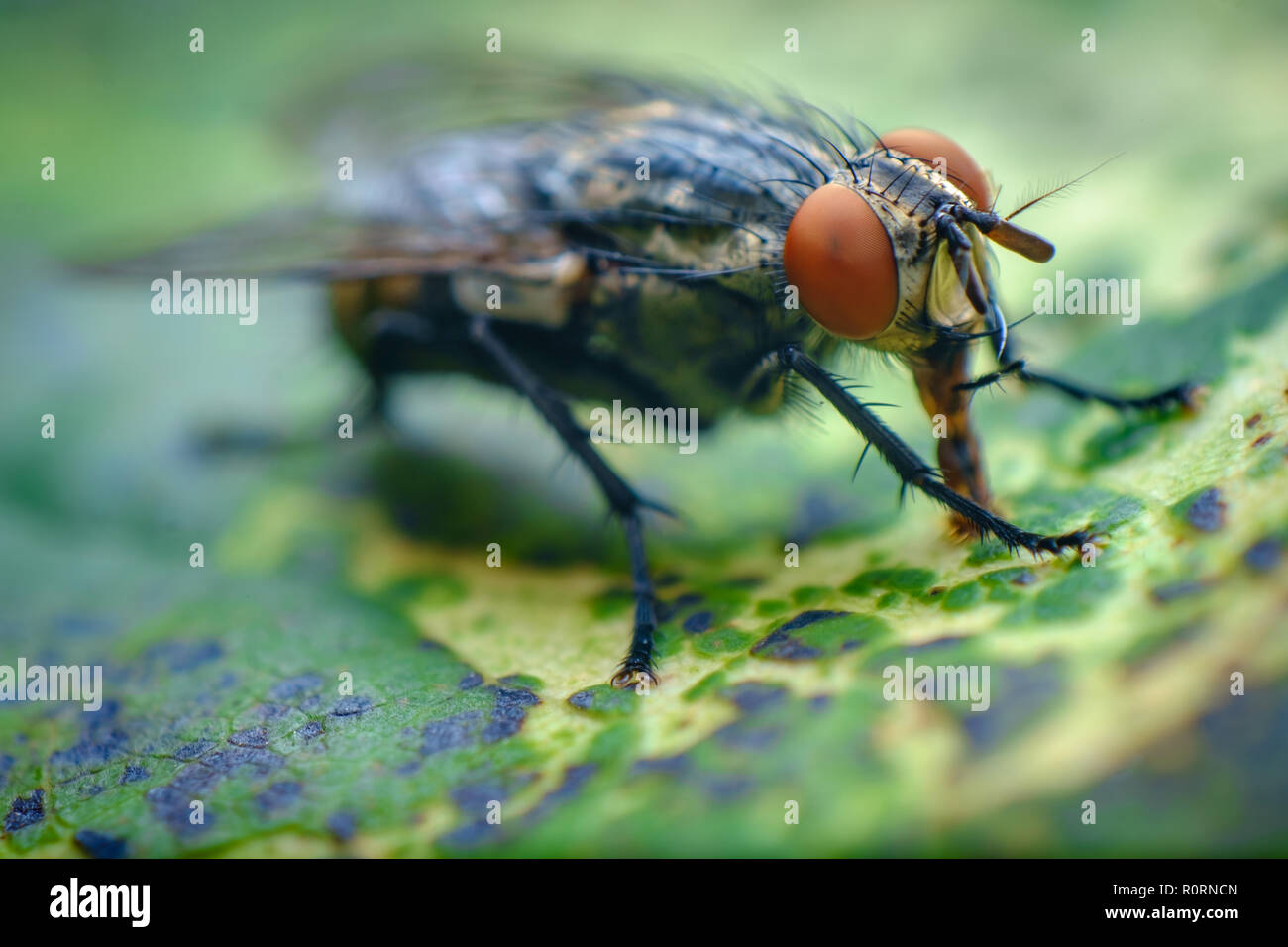 Extreme close up macro flesh fly on green leaf Stock Photo - Alamy