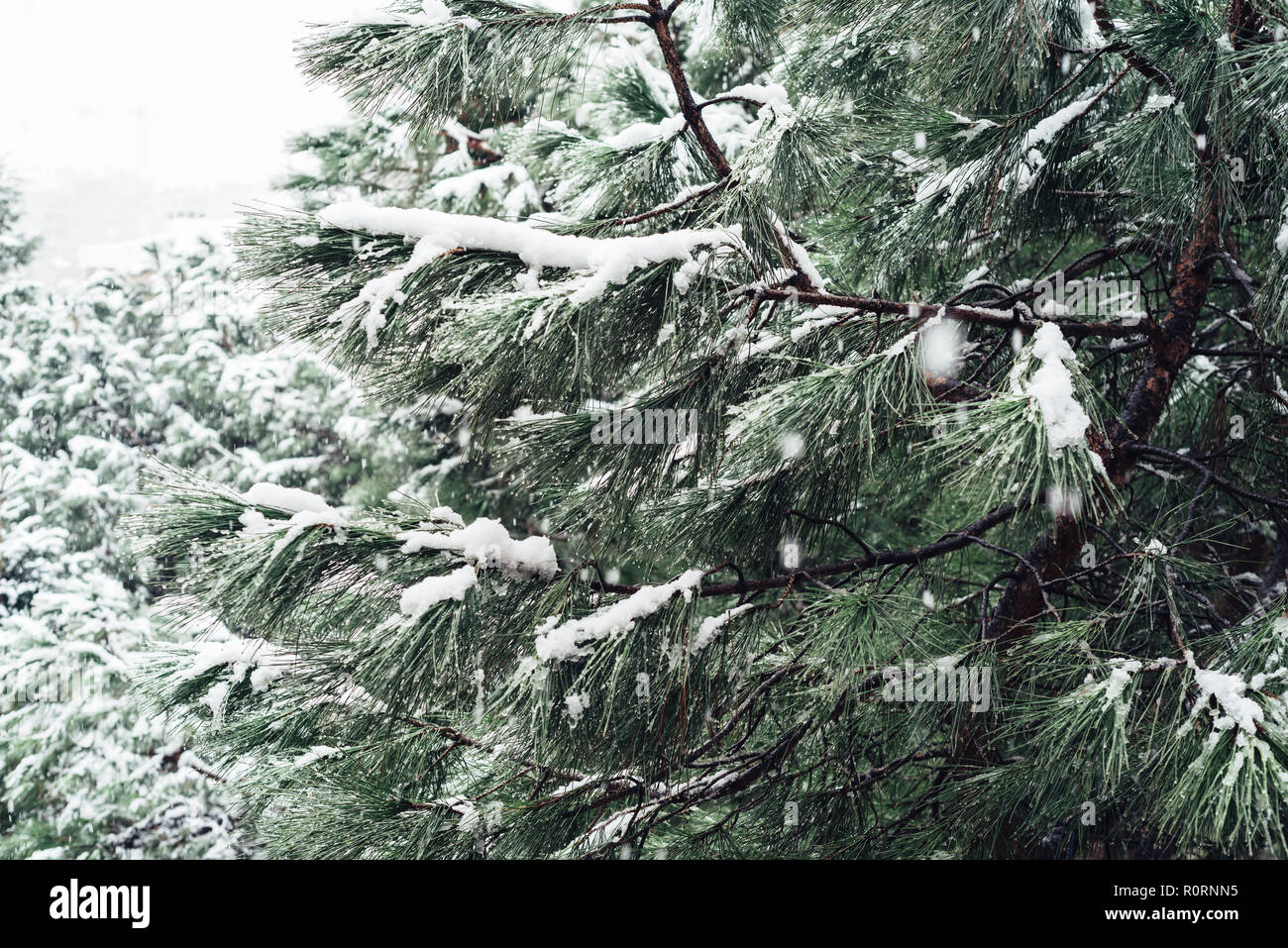 Snowy pine tree branches close hi-res stock photography and images - Alamy
