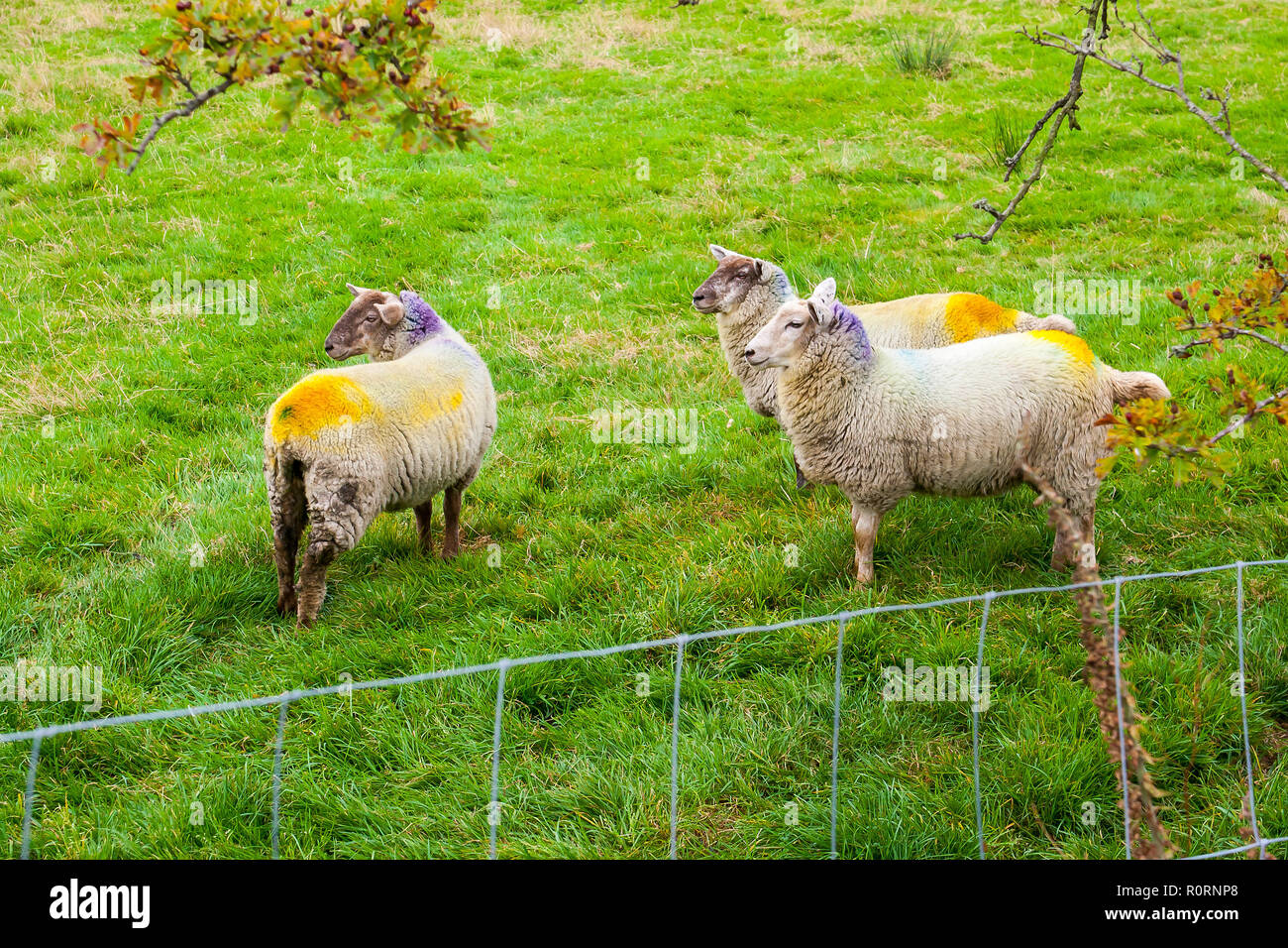 Sheep with dye hires stock photography and images Alamy