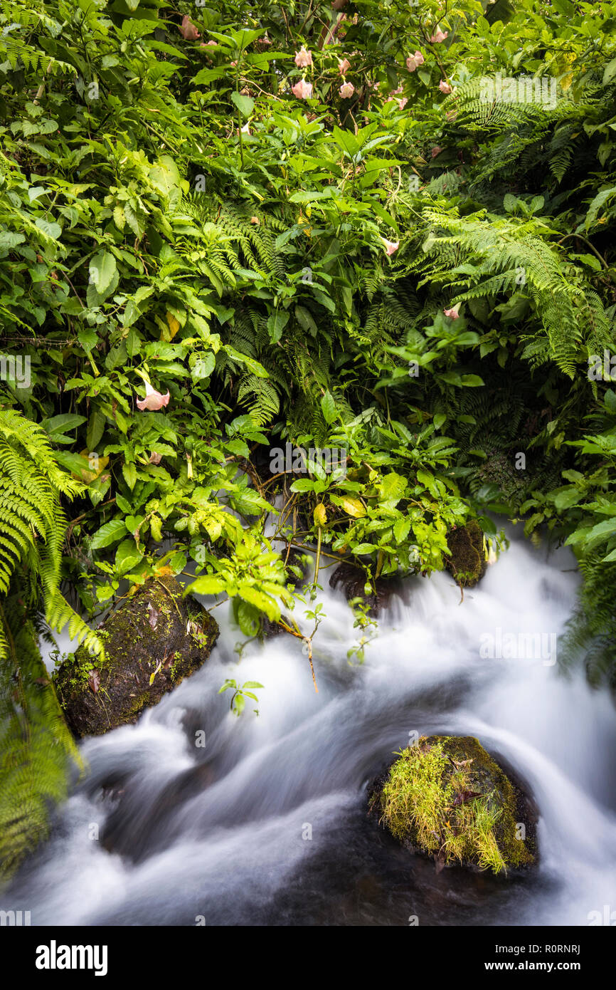 Ferns hover over a stream in the Barranca de Cupatitzio National Park in Uruapan, Michoacan, Mexico. Stock Photo