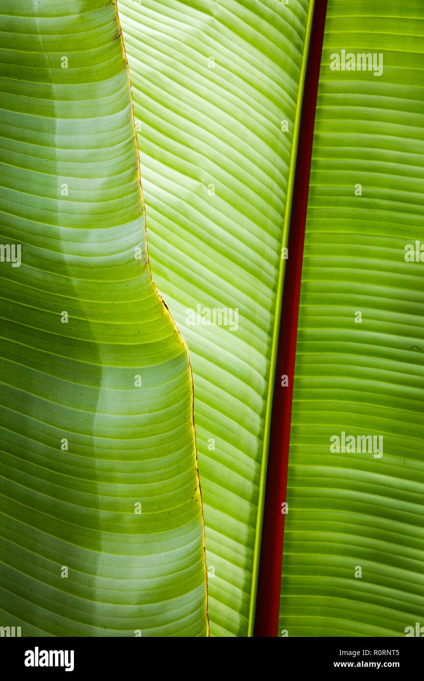 Detail of the large leaves of a banana tree in the Barranca del Cupatitzio National Park in Uruapan, Michoacan, Mexico. Stock Photo