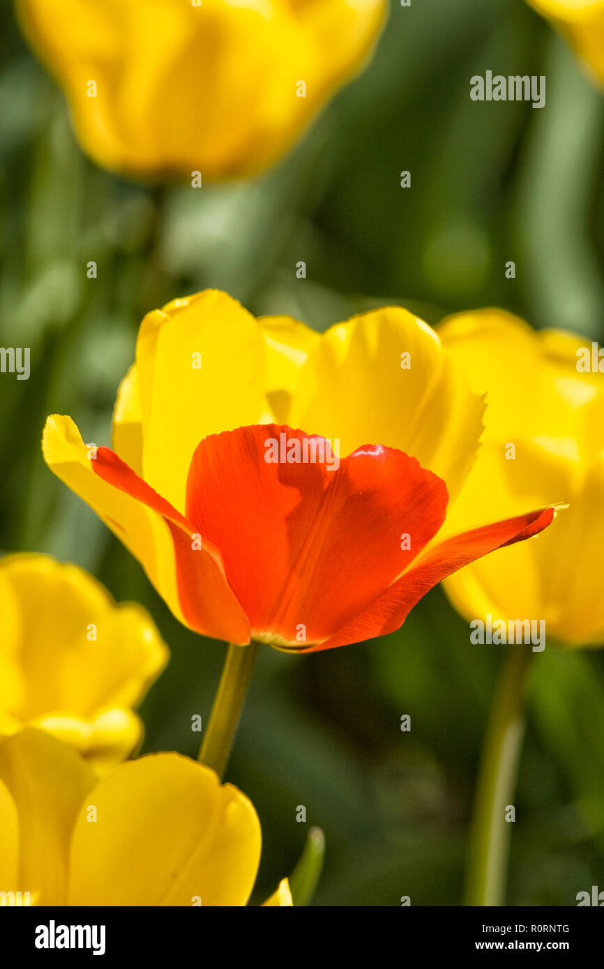 freak of nature yellow tulip with one red petal Stock Photo
