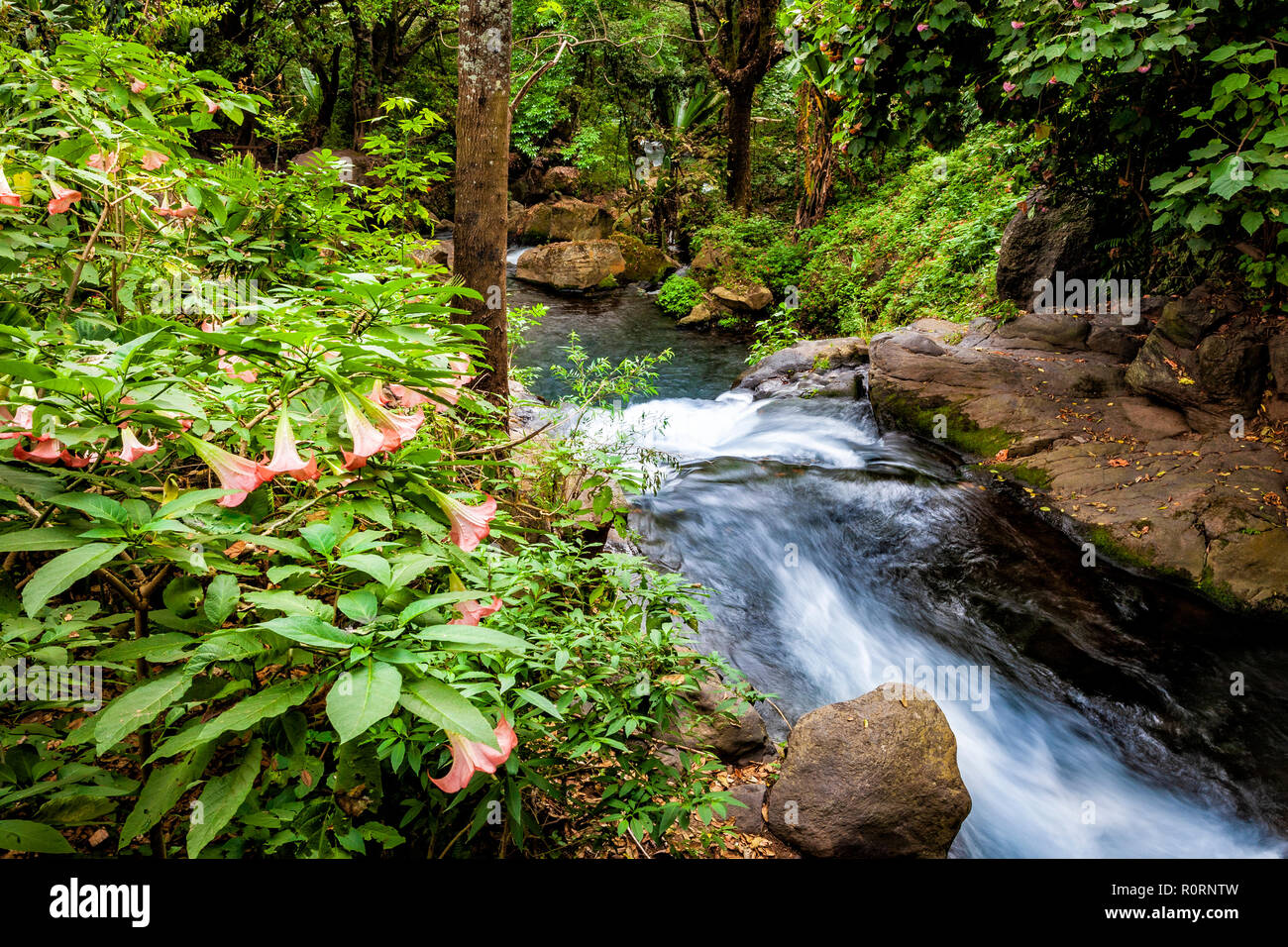 The spring fed Rio Cupatitzio lined with Angel's Trumpet flowers in the National Park, Uruapan, Michoacan, Mexico. Stock Photo