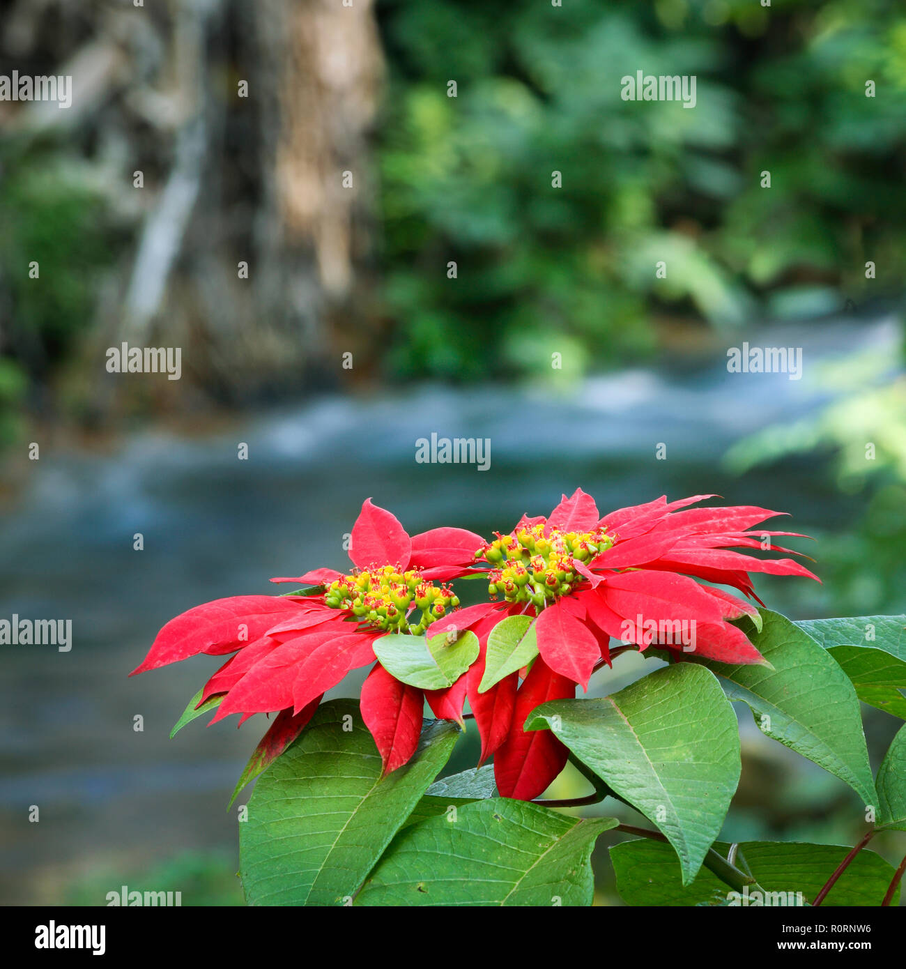 Poinsettia flowers line a stream in the National Park of Uruapan, Michoacan, Mexico. Stock Photo
