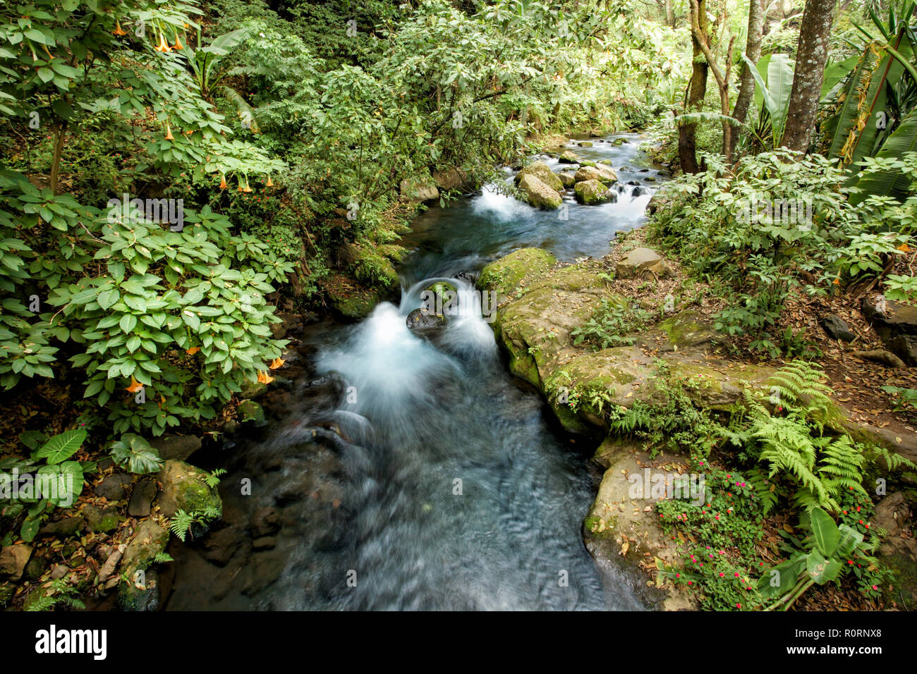 The Cupatitzio River flows through the lush vegetation of Uruapan, Mexico's national park. Stock Photo