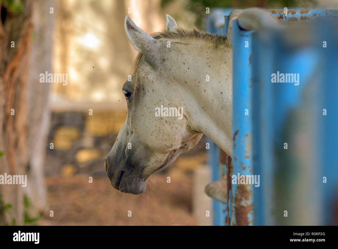 Horse in cage Stock Photo