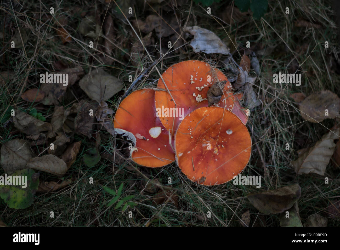 Mushrooms in forest Stock Photo
