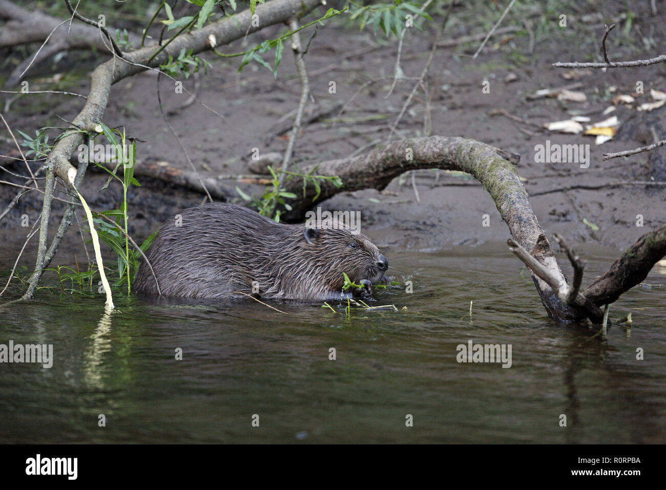 Eurasian Beaver, Caster fiber, eating willow Stock Photo