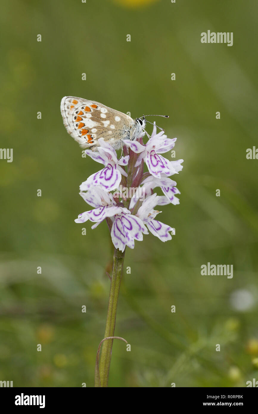 Northern Brown Argus, Aricia artaxerxes, on Orchid flower Stock Photo