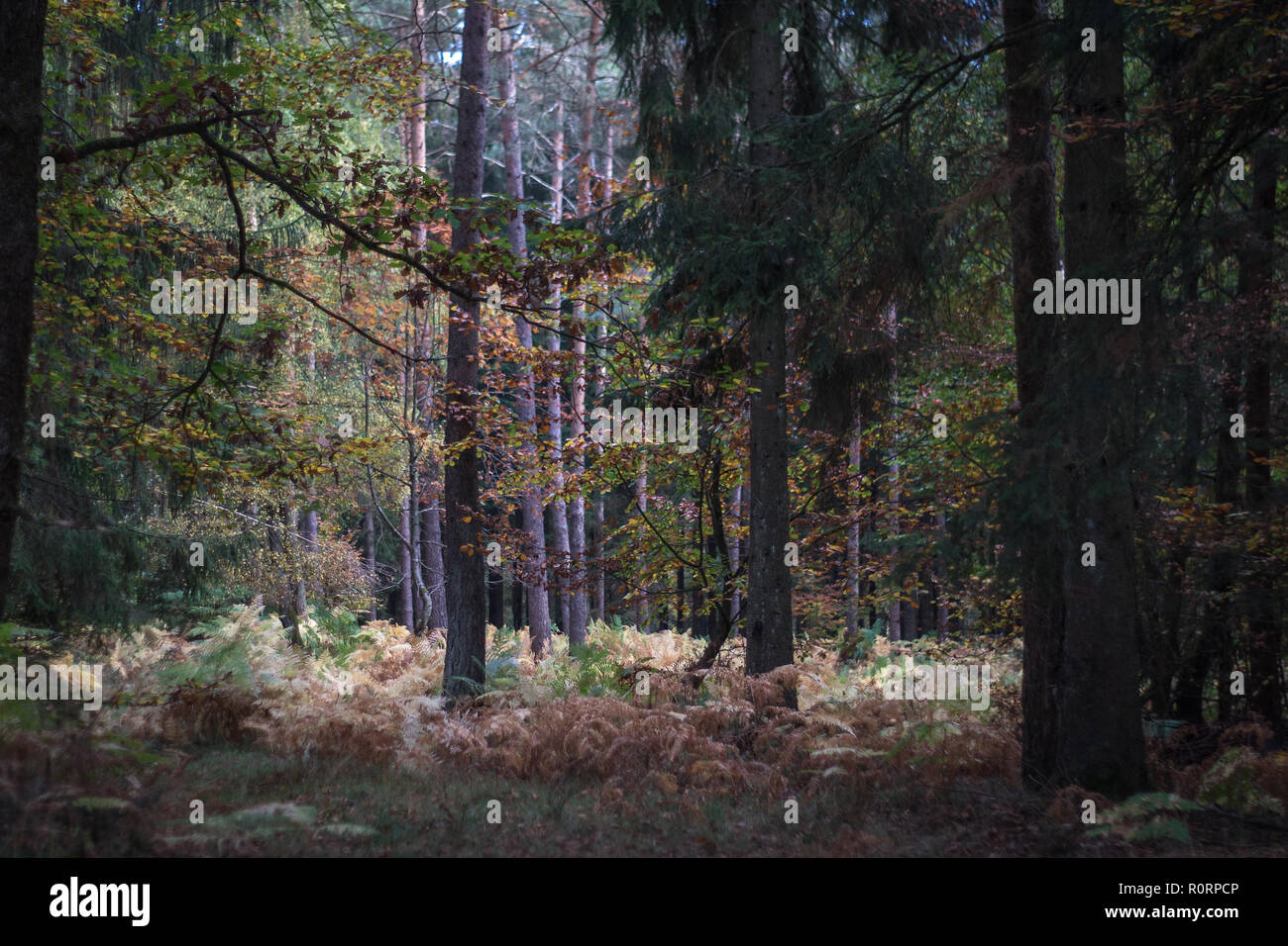 German Autumn Forest Stock Photo