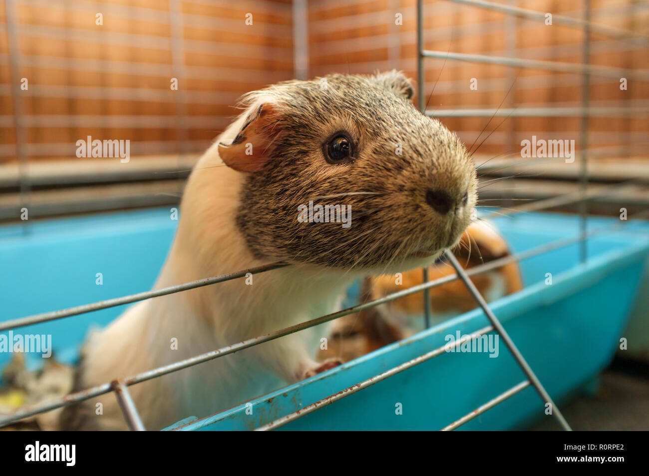 Guinea pig hutch hires stock photography and images Alamy