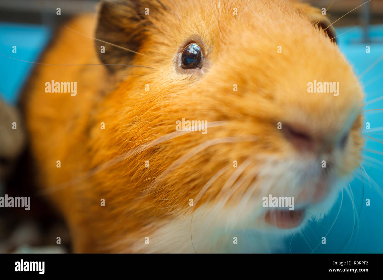 Pet Guinea pig in wire blue cage at home Stock Photo Alamy