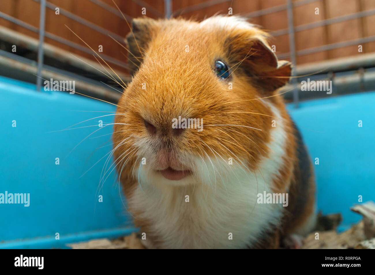 Pet Guinea pig in wire blue cage at home Stock Photo Alamy