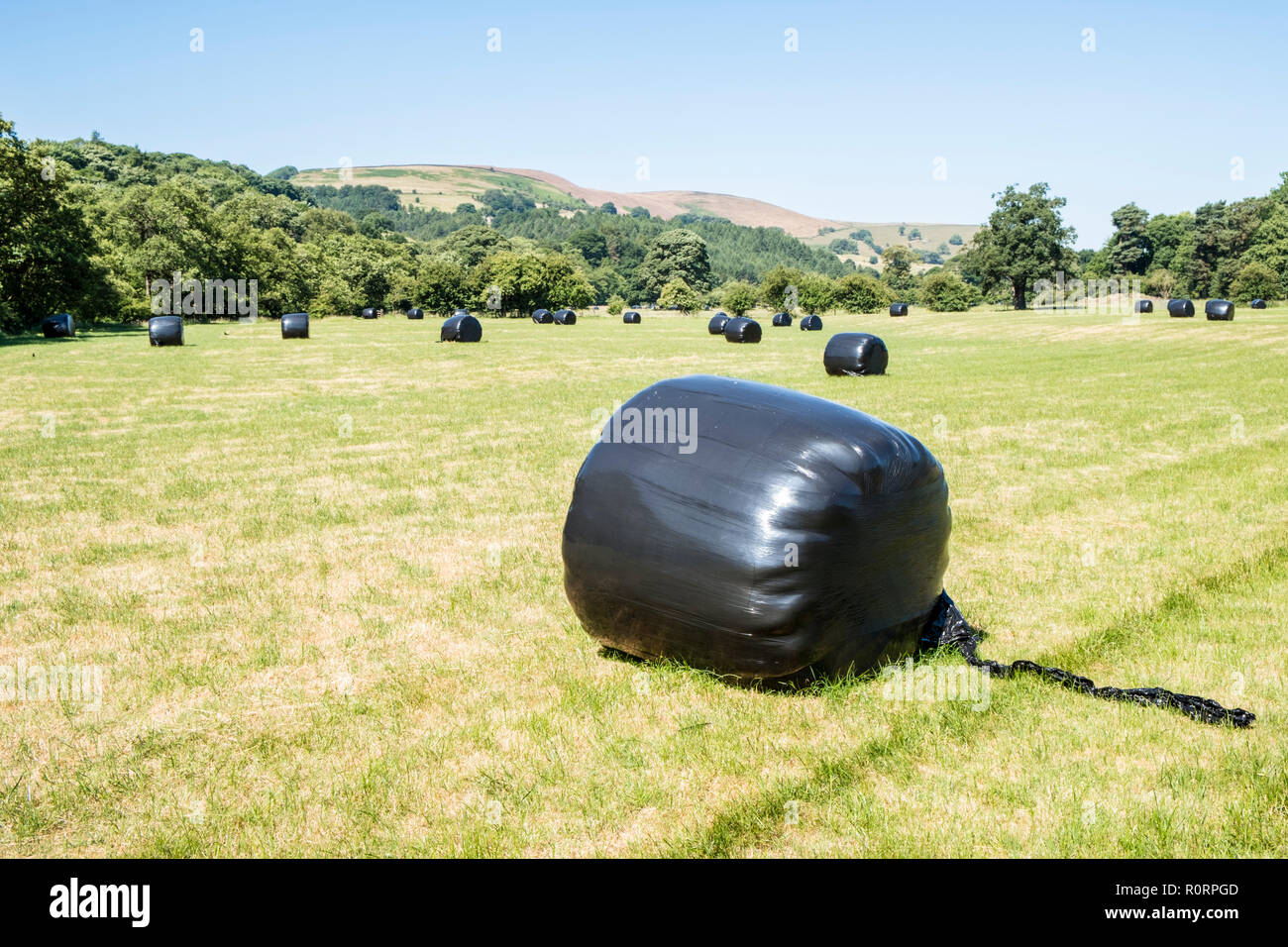 Hay bales on farmland wrapped in black plastic polywrap to produce silage, also referred to as haylage, Derbyshire, England, UK Stock Photo