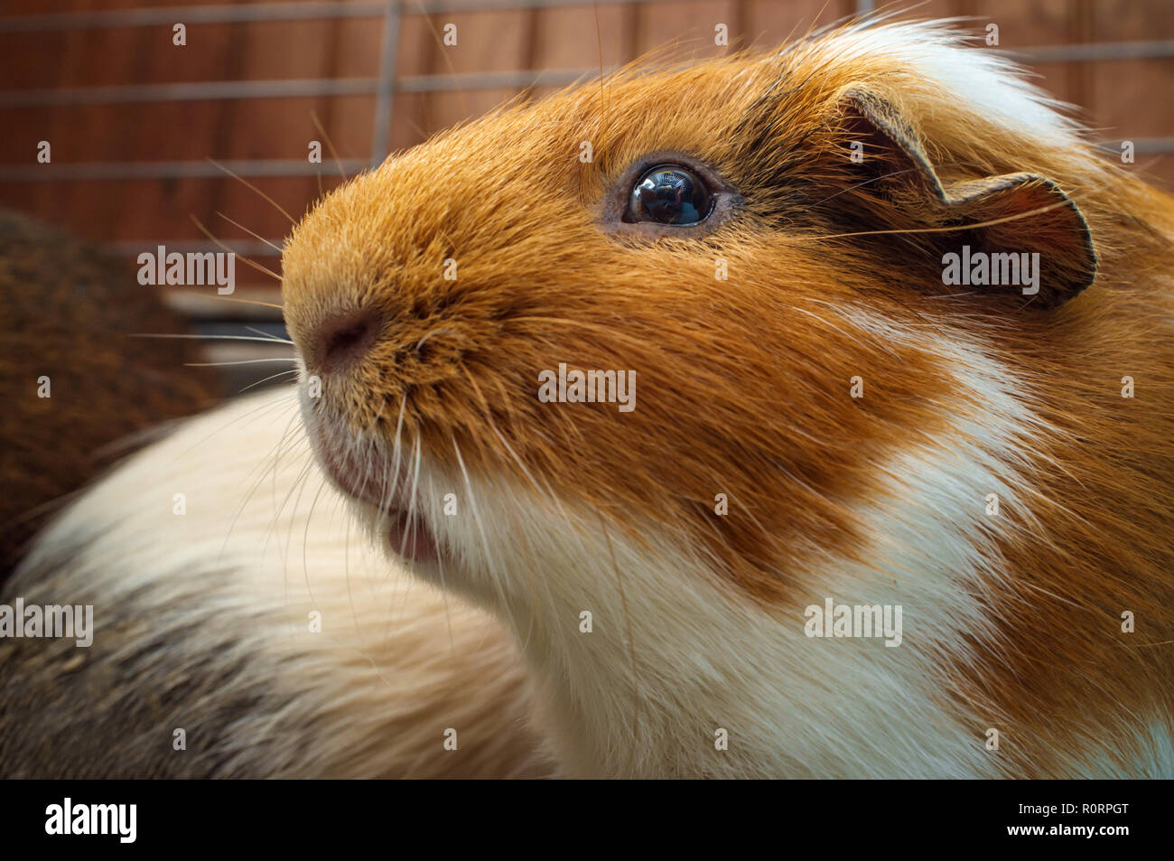 Pet Guinea pig in wire blue cage at home Stock Photo Alamy