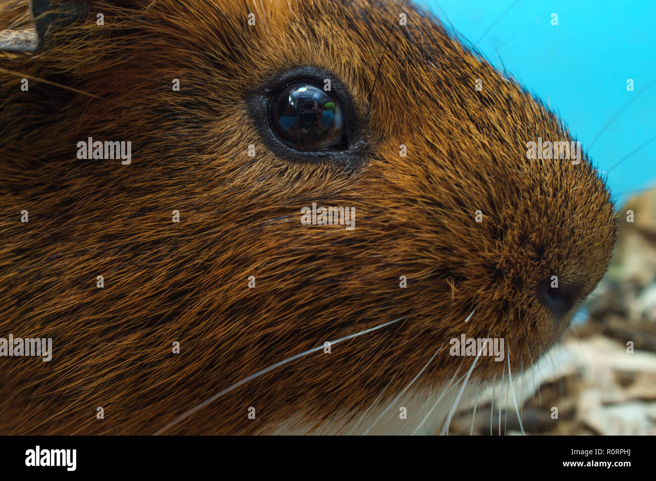 Pet Guinea pig in wire blue cage at home Stock Photo Alamy