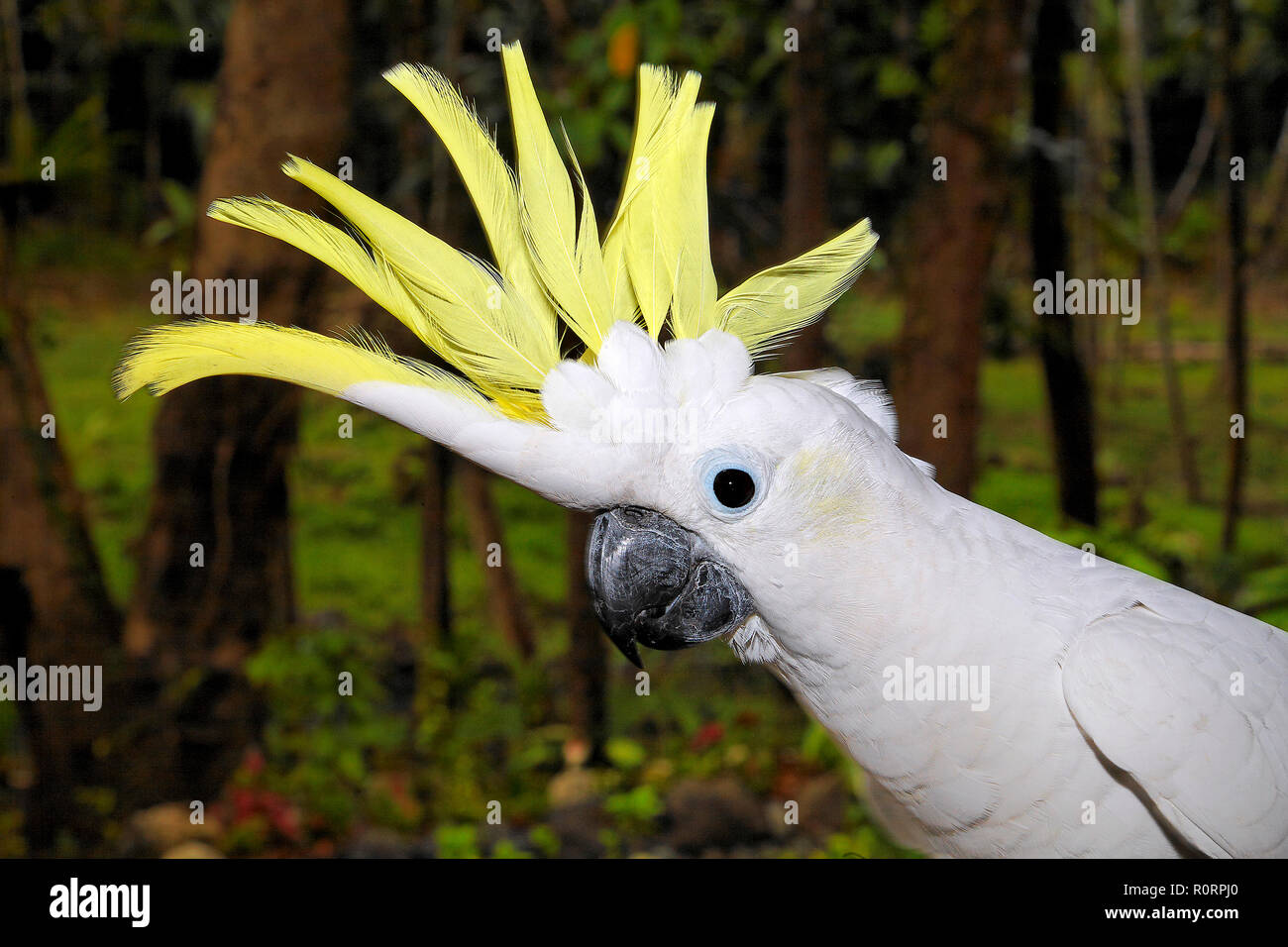 Cacatua High Resolution Stock Photography And Images Alamy