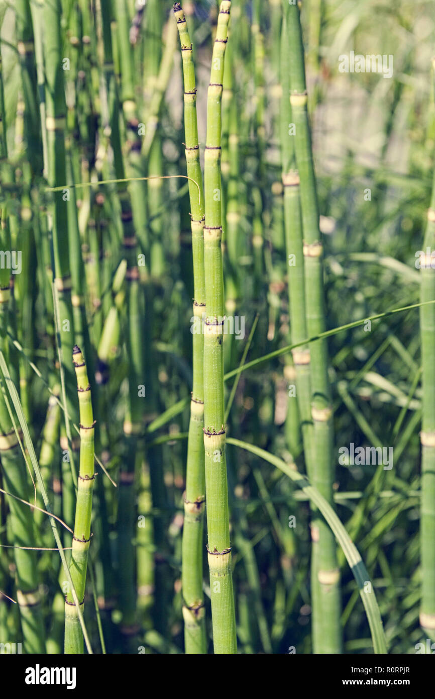 Bamboo shoots in bamboo grove Stock Photo Alamy