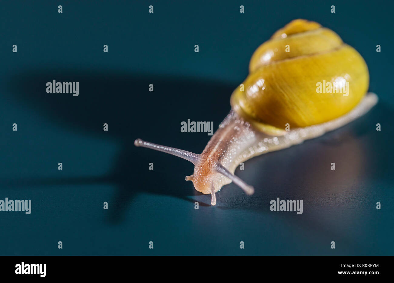 Macro view of snail with yellow shell on it, isolated shot on blue