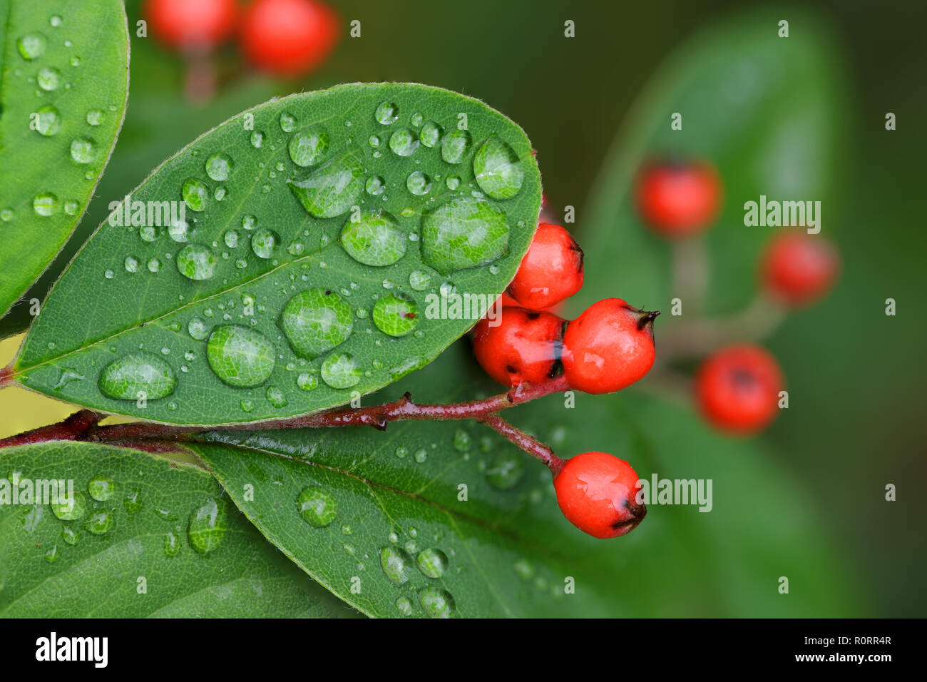 Cotoneaster berries and leaves with raindrops in autumn. Stock Photo