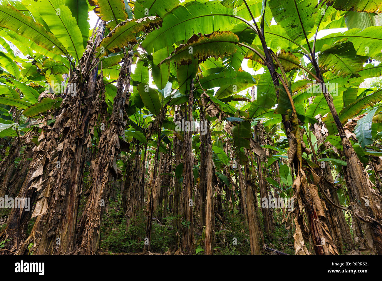 Banana tree plantation hires stock photography and images Alamy
