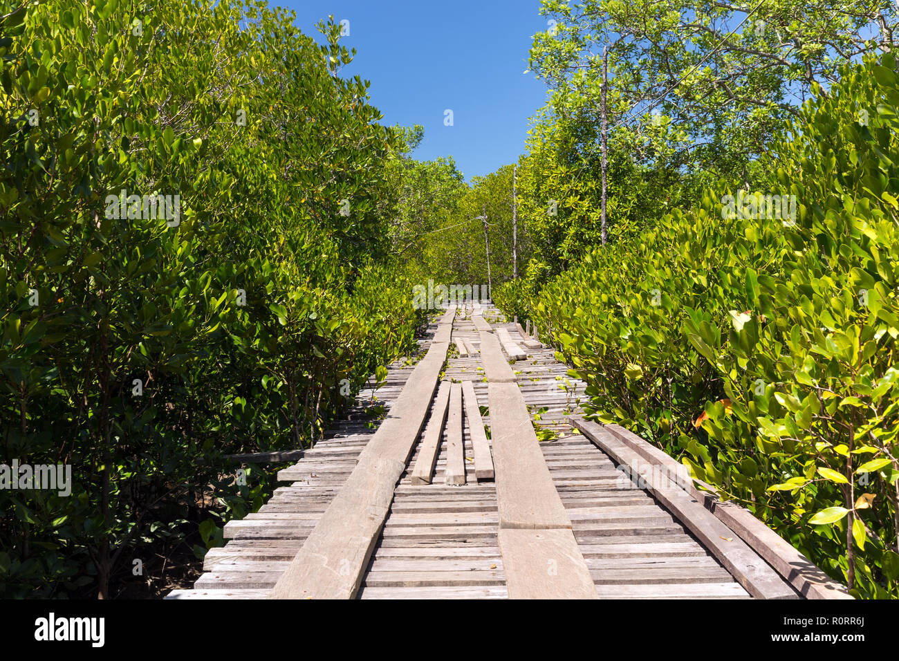 Mangrove tree area in the Ko Lanta island, Thailand Stock Photo