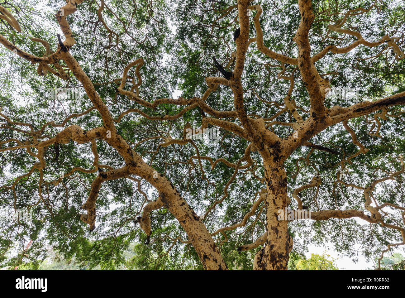 Twisted branches of acacia tree Vachellia leucophloea in Myanmar Stock Photo