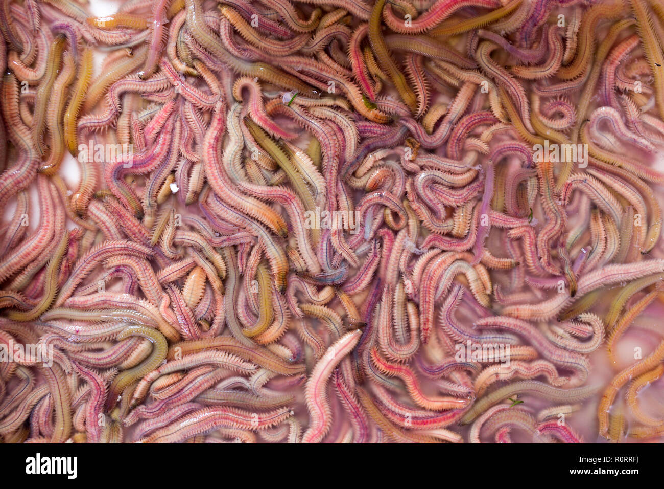 Alive sandworms in a Vietnamese street market, food ingredient for Cha Ruoi omelette Stock Photo