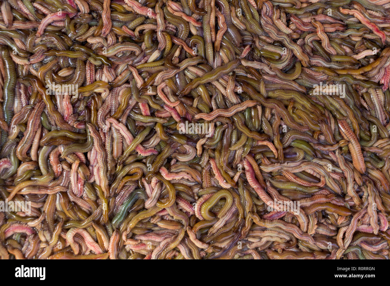 Sand worms in Vietnamese market, ingredient for local traditional food Stock Photo