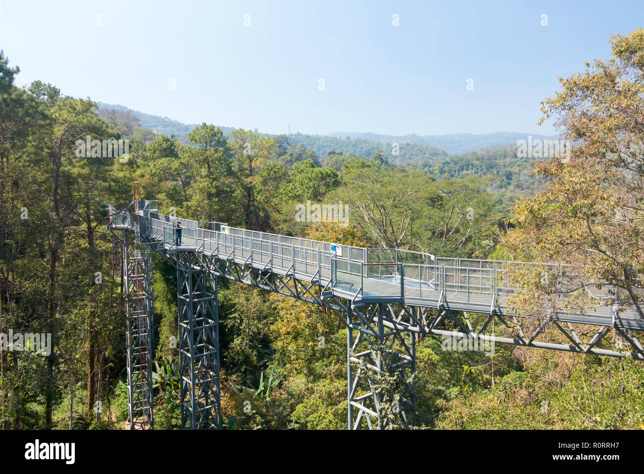 Canopy Walkway Queen Sirikit Botanic Garden Chiang Mai Region