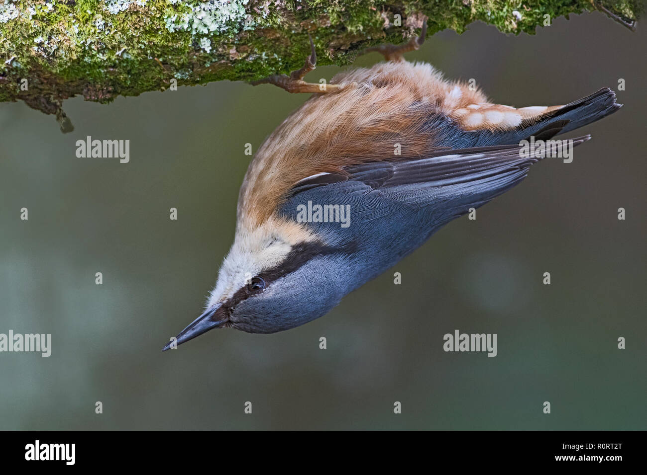 Nuthatch upside down hi-res stock photography and images - Alamy