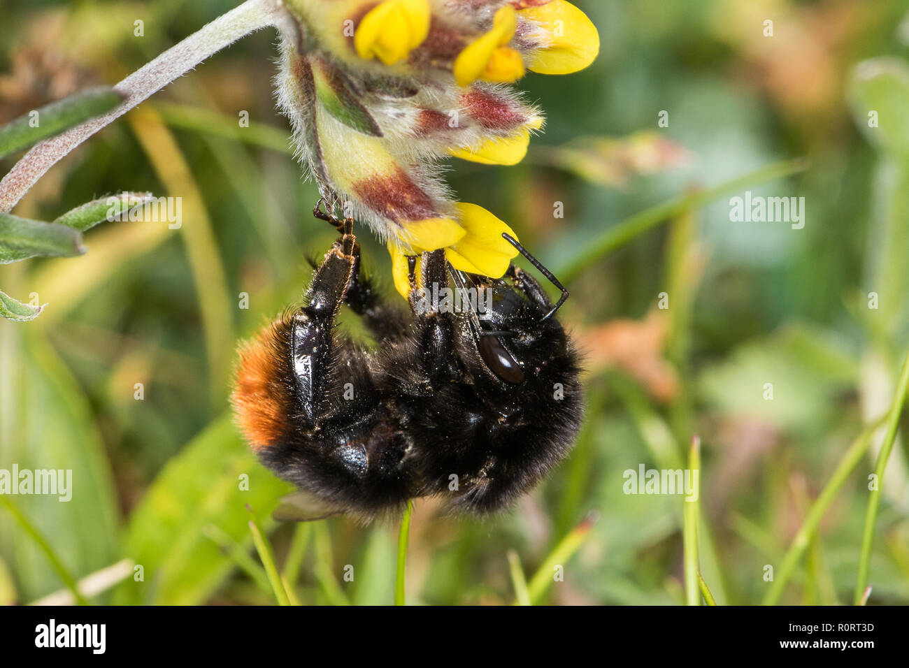 Red-shanked Carder Bumblebee,  Bombus ruderarius, feeding on   Kidney Vetch, Anthyllis vulneraria Stock Photo