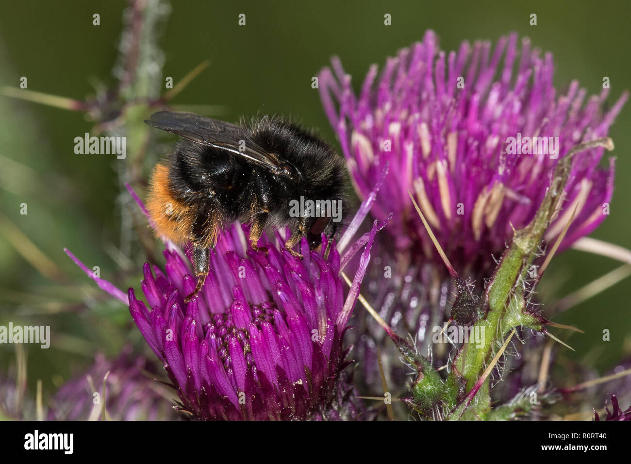 Red-shanked Carder Bumblebee,  Bombus ruderarius Stock Photo