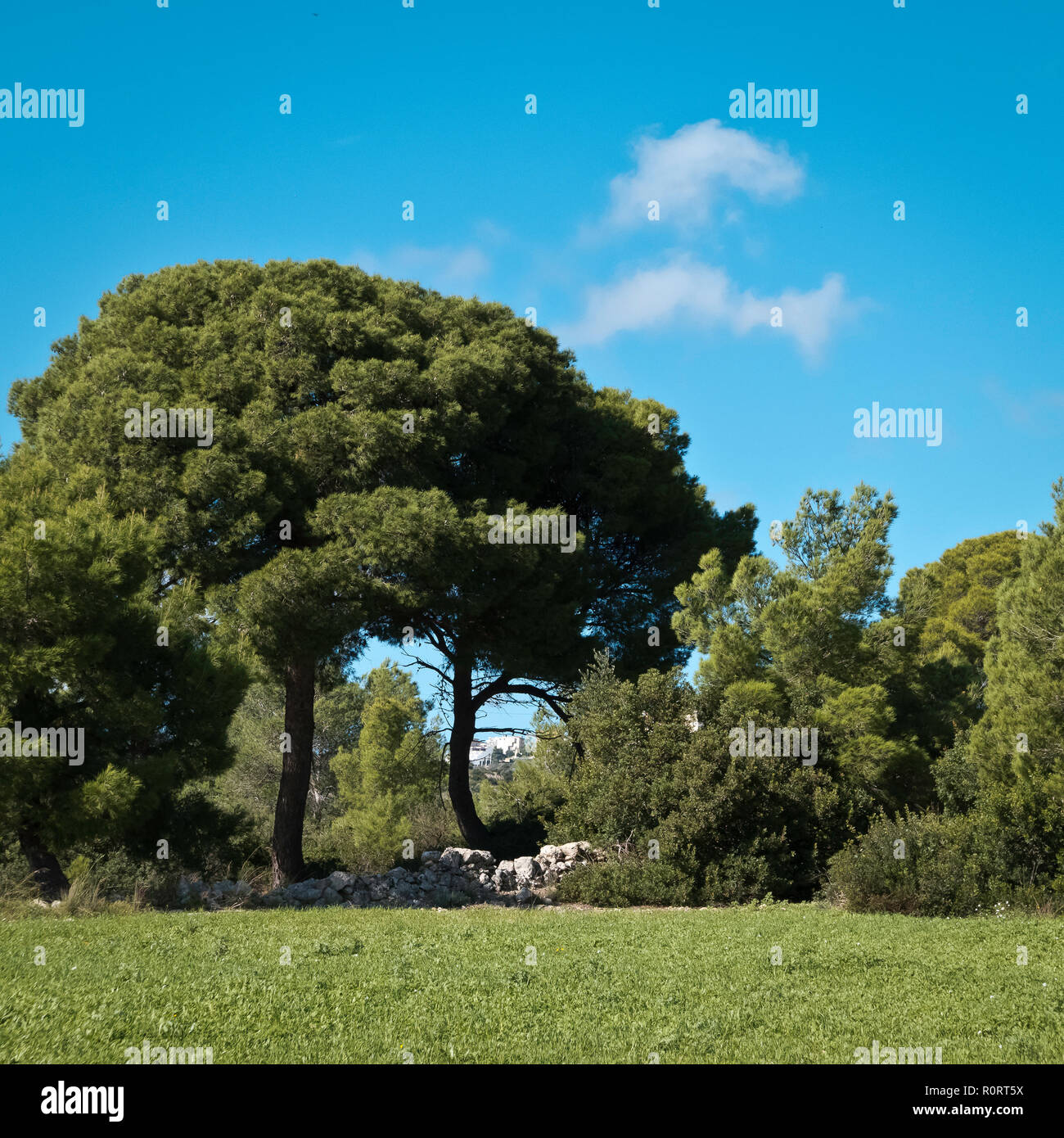 Pine trees in the mediterranean land of Puglia. Stock Photo