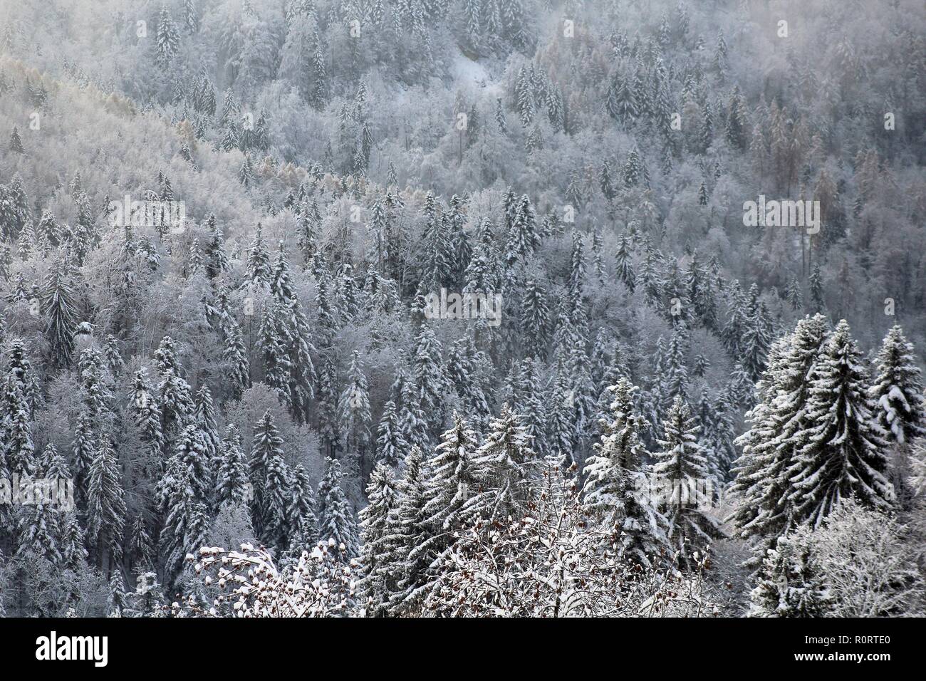 mountain slope detail with forest trees in winter Stock Photo