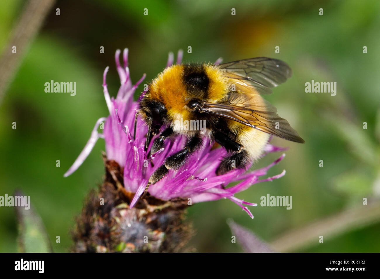 Bombus distinguendus, Great Yellow Bumblebee, male feeding on Black Knapweed,Centaurea nigra Stock Photo