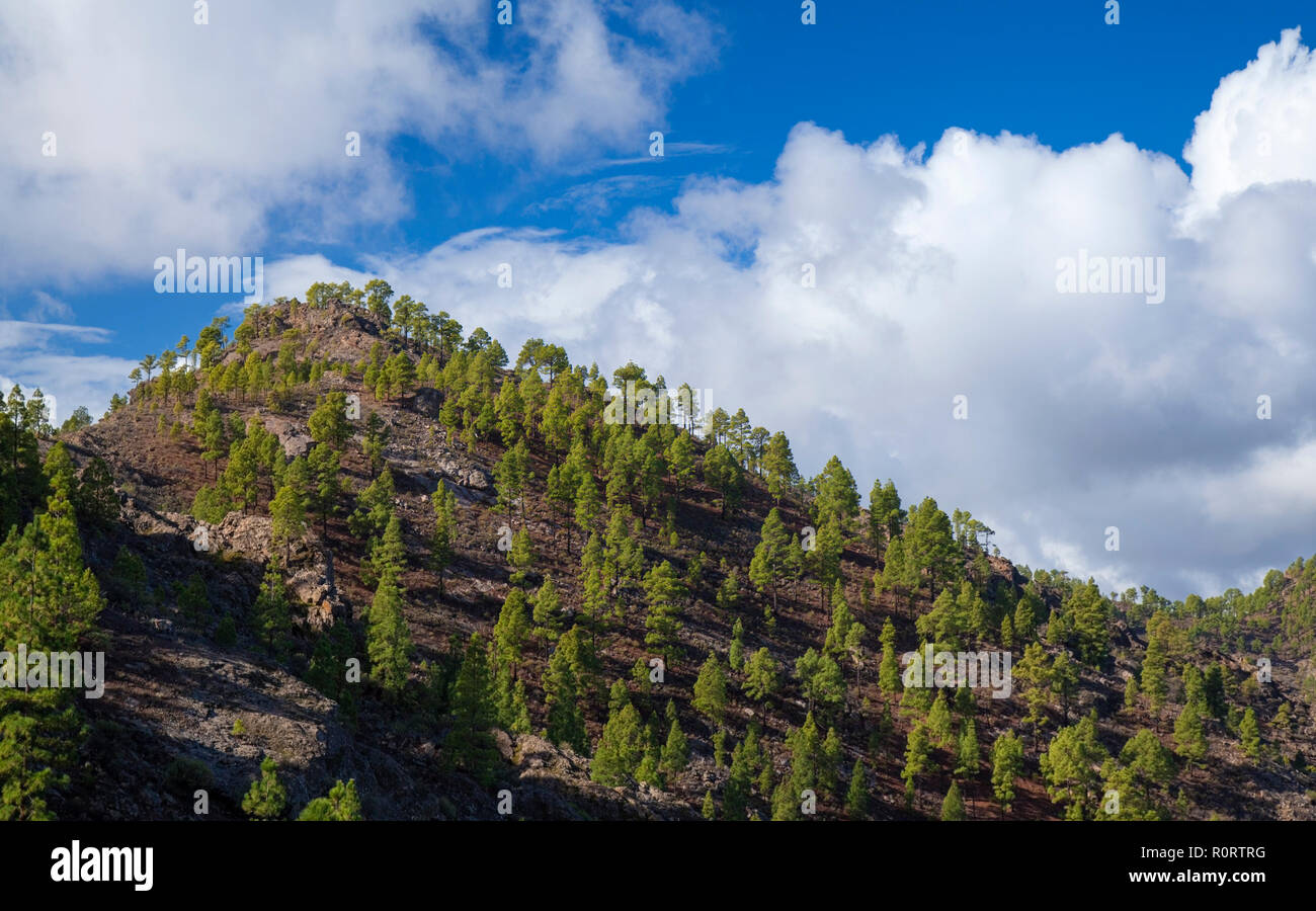 Gran Canaria, October, re-forested part of nature park Pajonales, canarian pines of same age and 