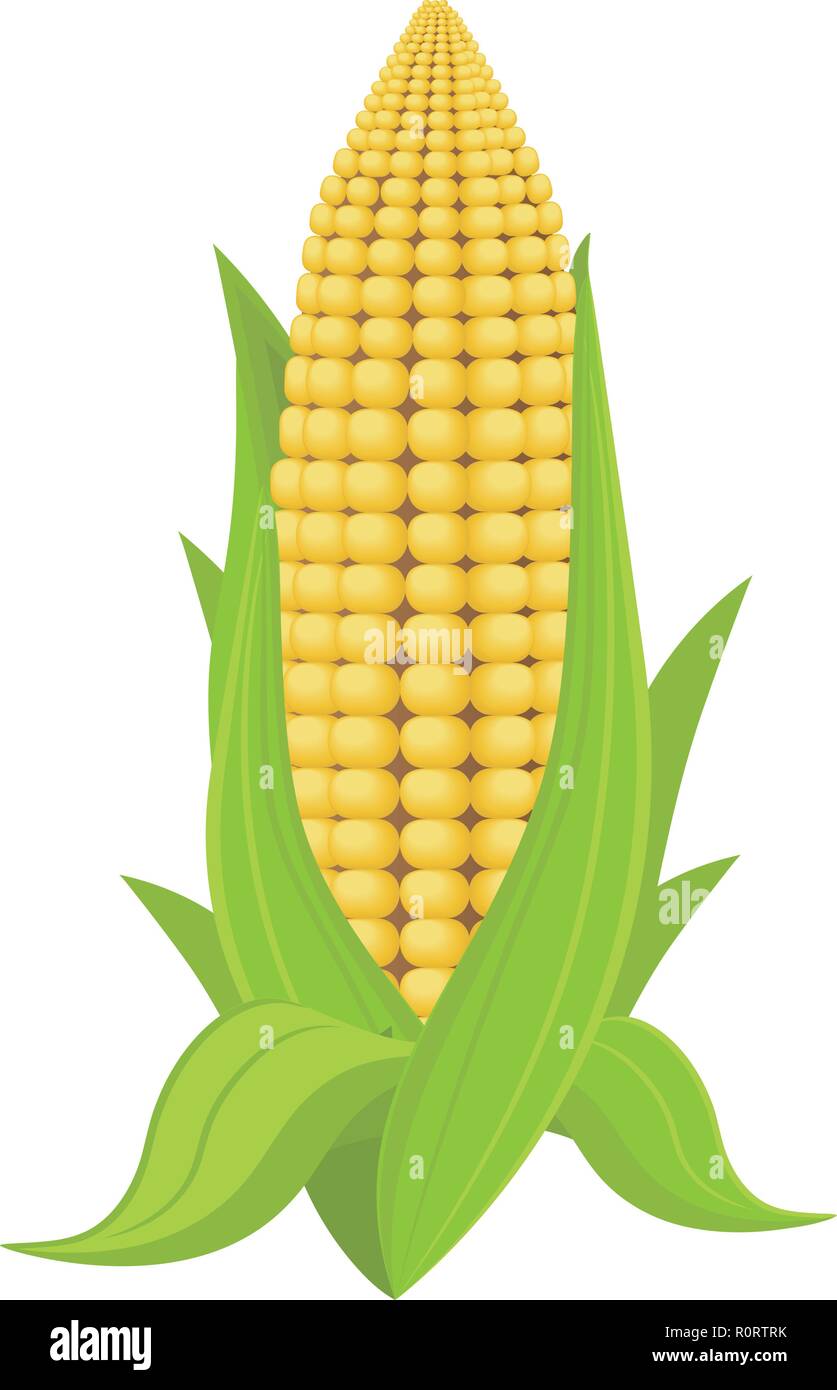 Corn on the cob, vector illustration. Corn on white isolated background