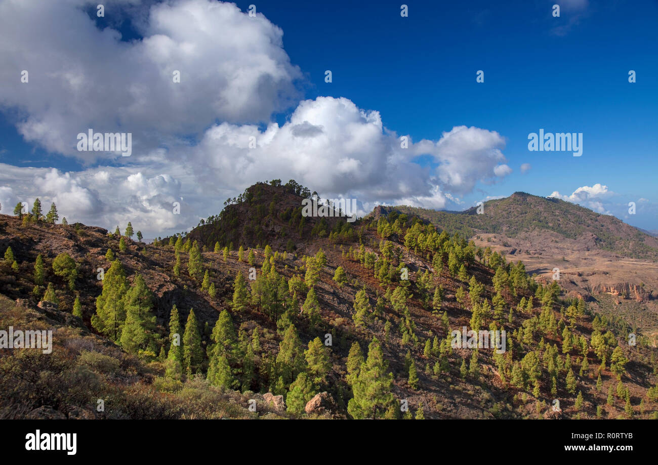 Gran Canaria, October, re-forested part of nature park Pajonales, canarian pines Stock Photo - Alamy
