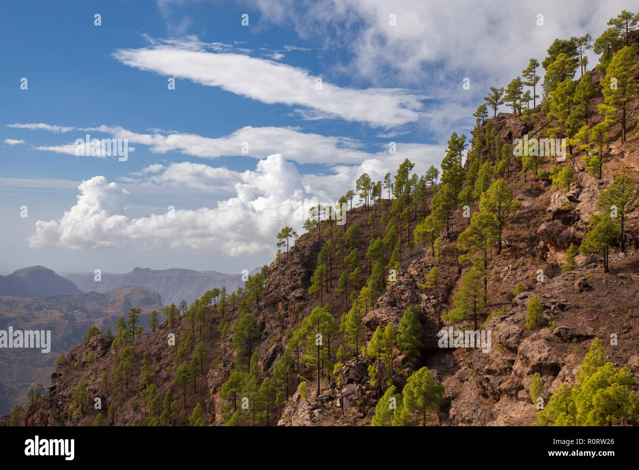 Gran Canaria, October, re-forested part of nature park Pajonales, canarian pines Stock Photo - Alamy