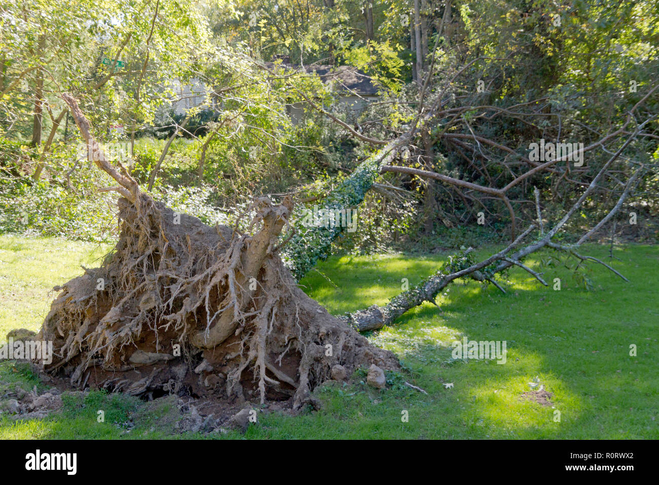 A pine tree knocked over by a windstorm lies on the grass with its root ball exposed Stock Photo